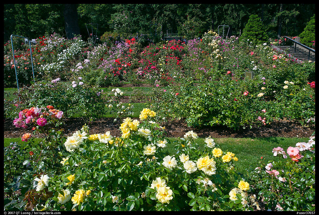 Rose Garden. Portland, Oregon, USA