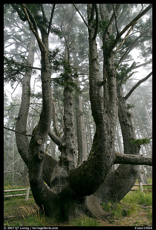 Chandelier tree, Cap Meares. Oregon, USA