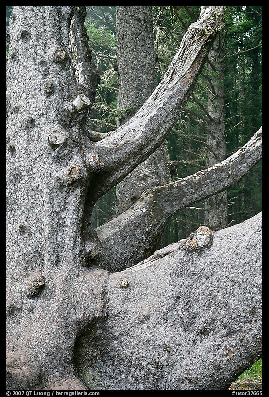 Detail of multi-trunk tree, Cap Meares. Oregon, USA