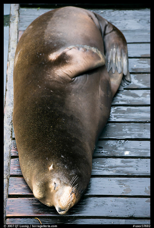 Sea Lion on deck. Newport, Oregon, USA