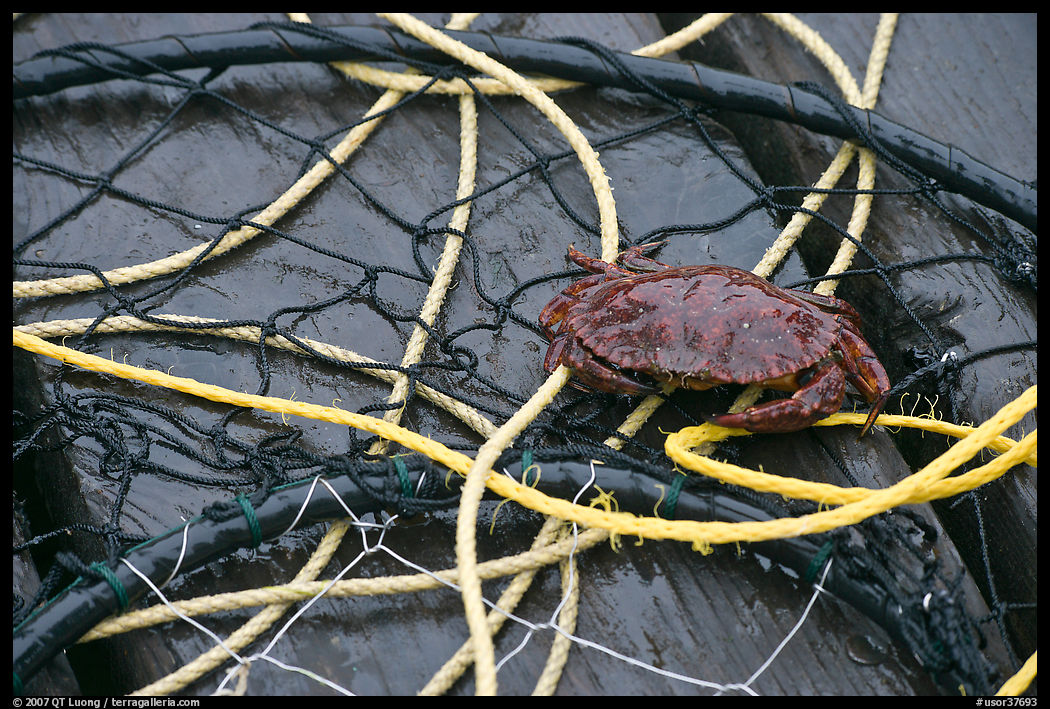 Crab crawling on ropes and nets. Newport, Oregon, USA