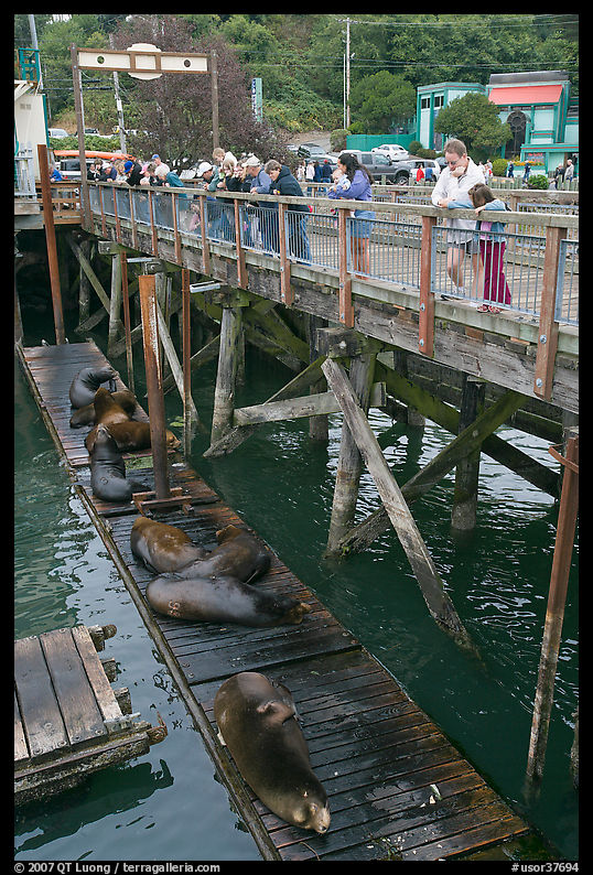Visitors looking at Sea Lions. Newport, Oregon, USA