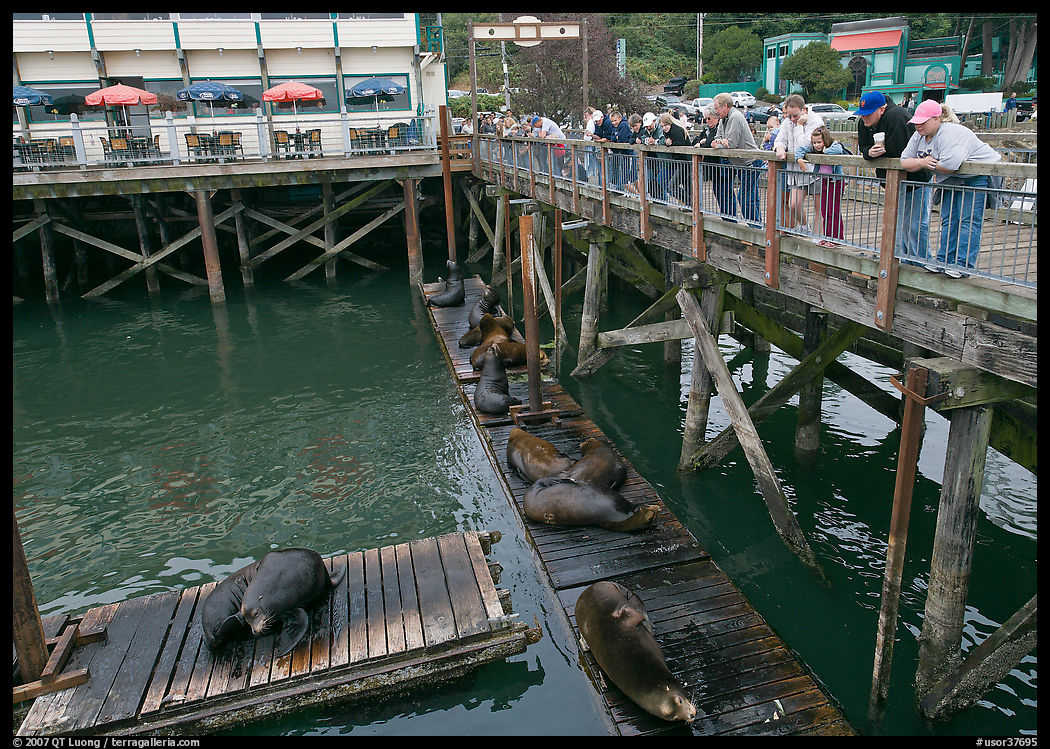 Visitors looking at Sea Lions from pier. Newport, Oregon, USA
