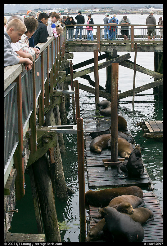 Visitors observing  Sea Lions in harbor. Newport, Oregon, USA