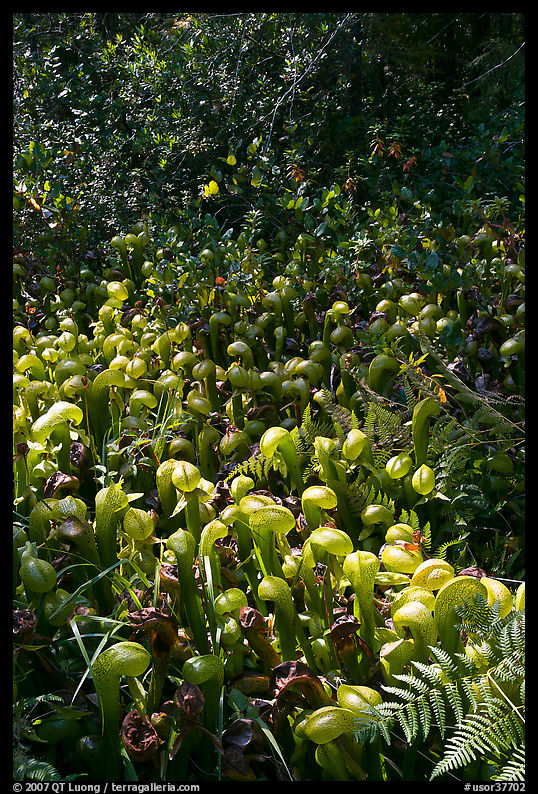 Patch of Californica Darlingtonia carnivorous plants. Oregon, USA