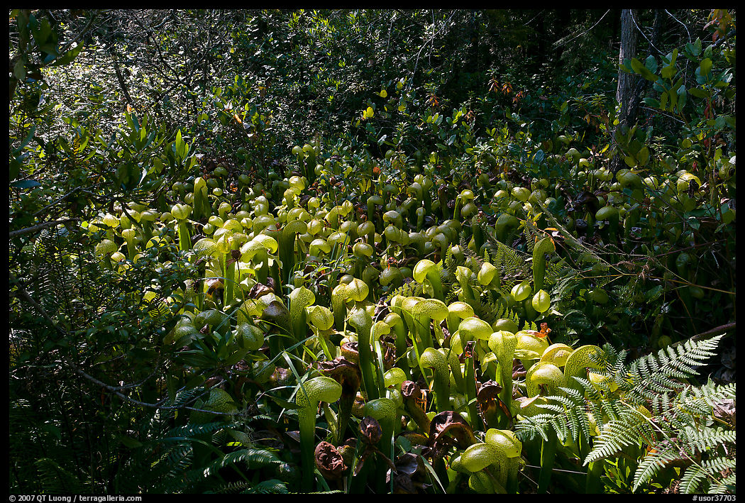 Dense patch of cobra-lilies (Californica Darlingtonia). Oregon, USA