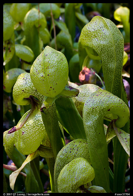 Close up of Californica Darlingtonia carnivorous plants. Oregon, USA