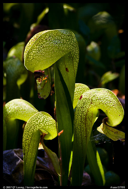 Close up of cobra-lilies (Californica Darlingtonia). Oregon, USA