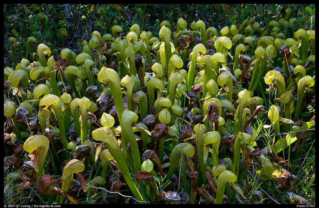 Dense patch of pitcher plants (Californica Darlingtonia). Oregon, USA