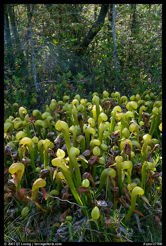 Cobra orchids (Californica Darlingtonia) and forest. Oregon, USA