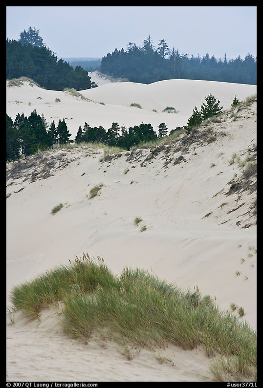 Grasses, trees, and dunes, Oregon Dunes National Recreation Area. Oregon, USA