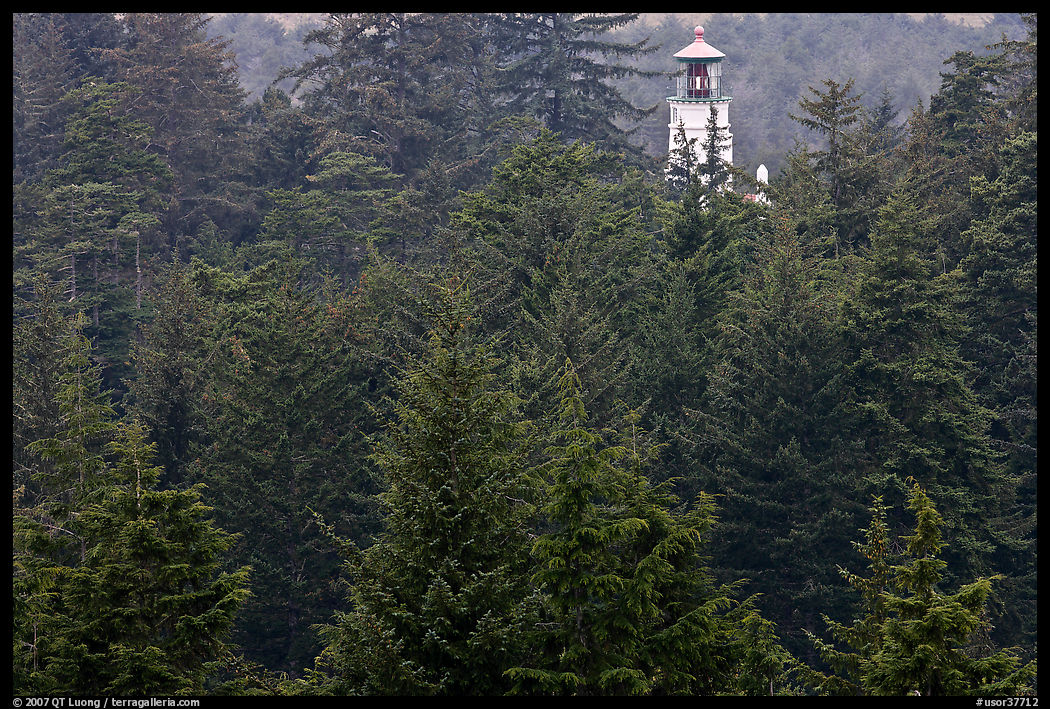 Spruce-Hemlock forest and Umpqua River Lighthouse. Oregon, USA