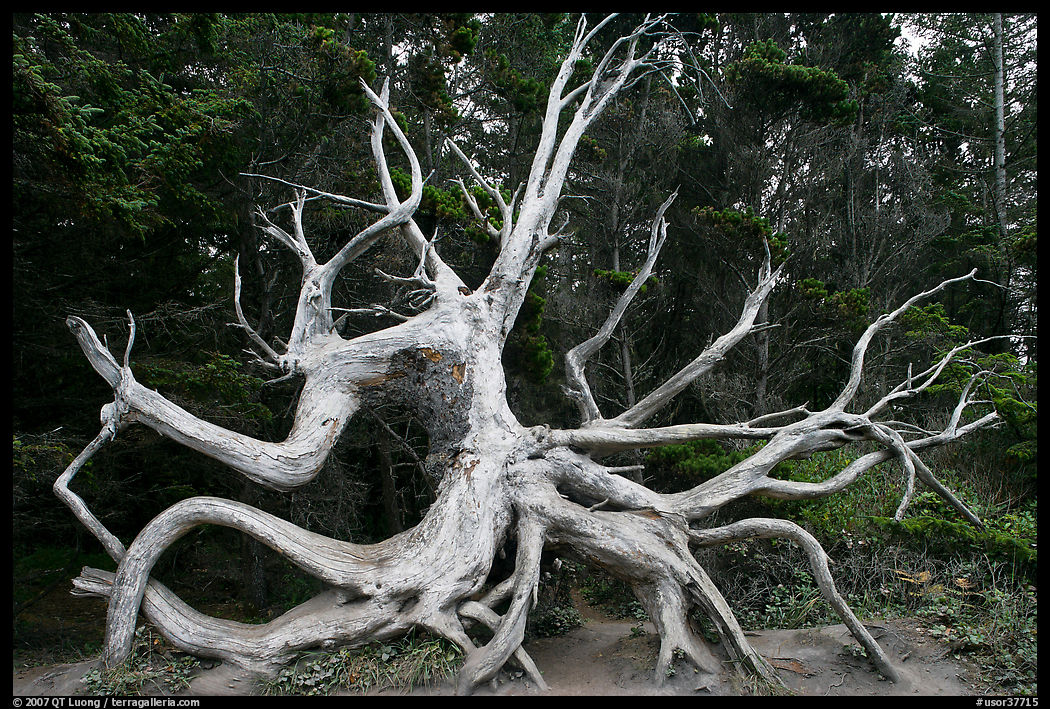 Uprooted tree skeleton, Shore Acres. Oregon, USA