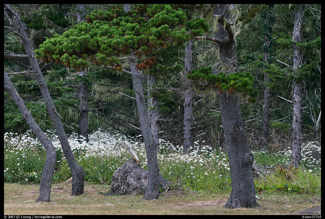 Trees and wildflowers, Shore Acres. Oregon, USA