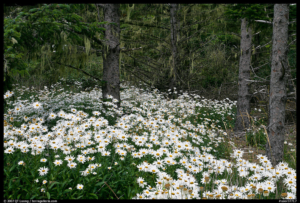 Daisies in dark forest, Shore Acres. Oregon, USA
