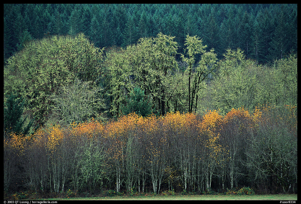 Trees in autumn color and evergreens. Oregon, USA