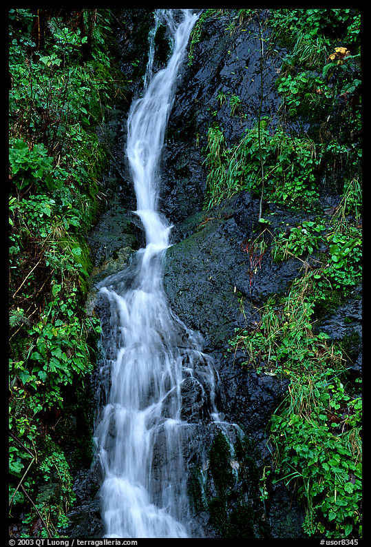 Waterfall, Hamburg Mountain State Parke. Oregon, USA