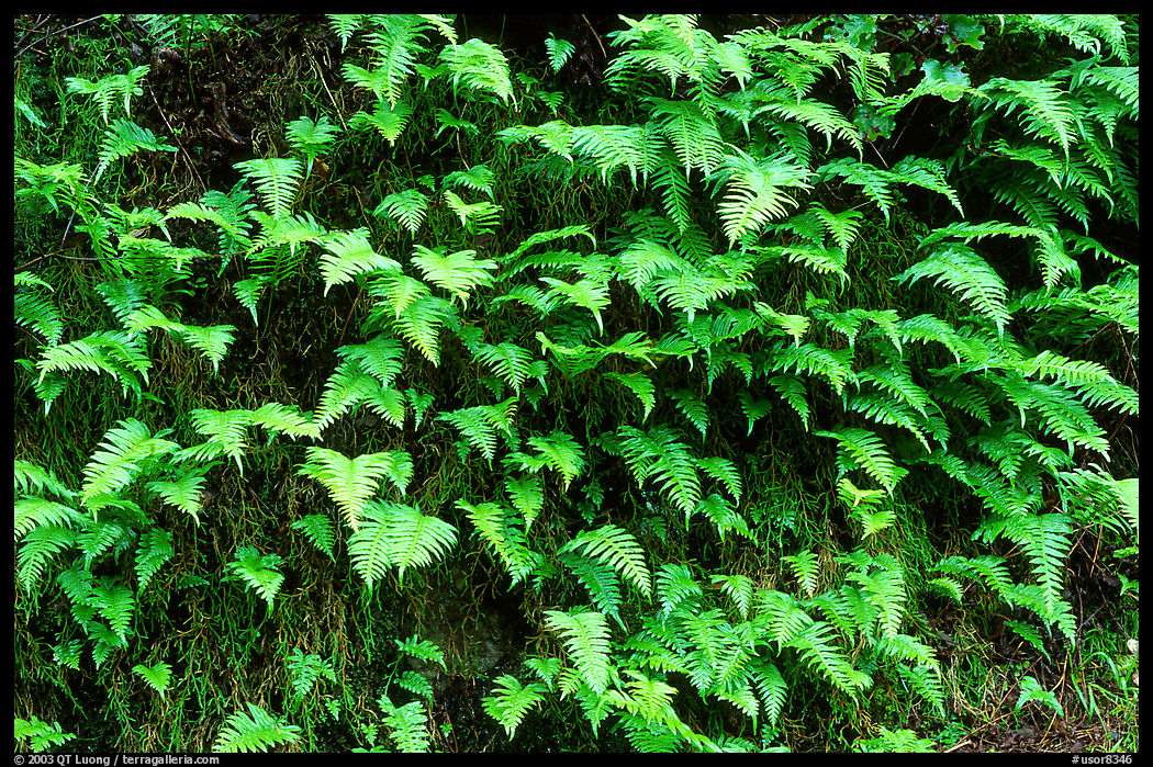 Ferns on wall, Columbia River Gorge. Columbia River Gorge, Oregon, USA