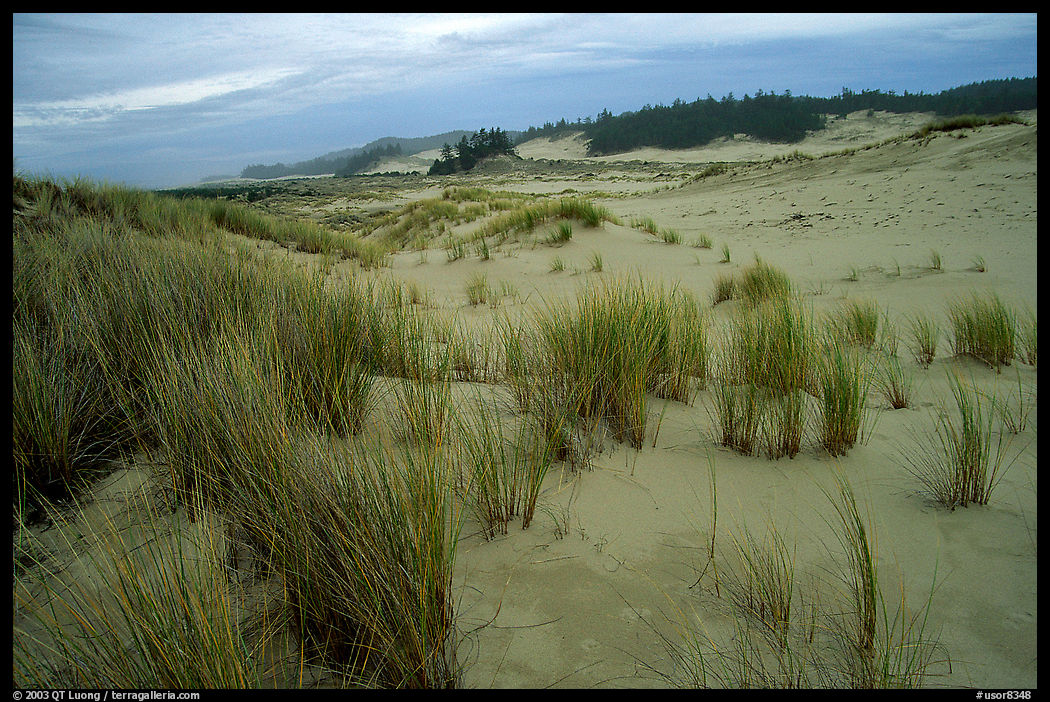 Sand Dunes near Florence. Oregon, USA
