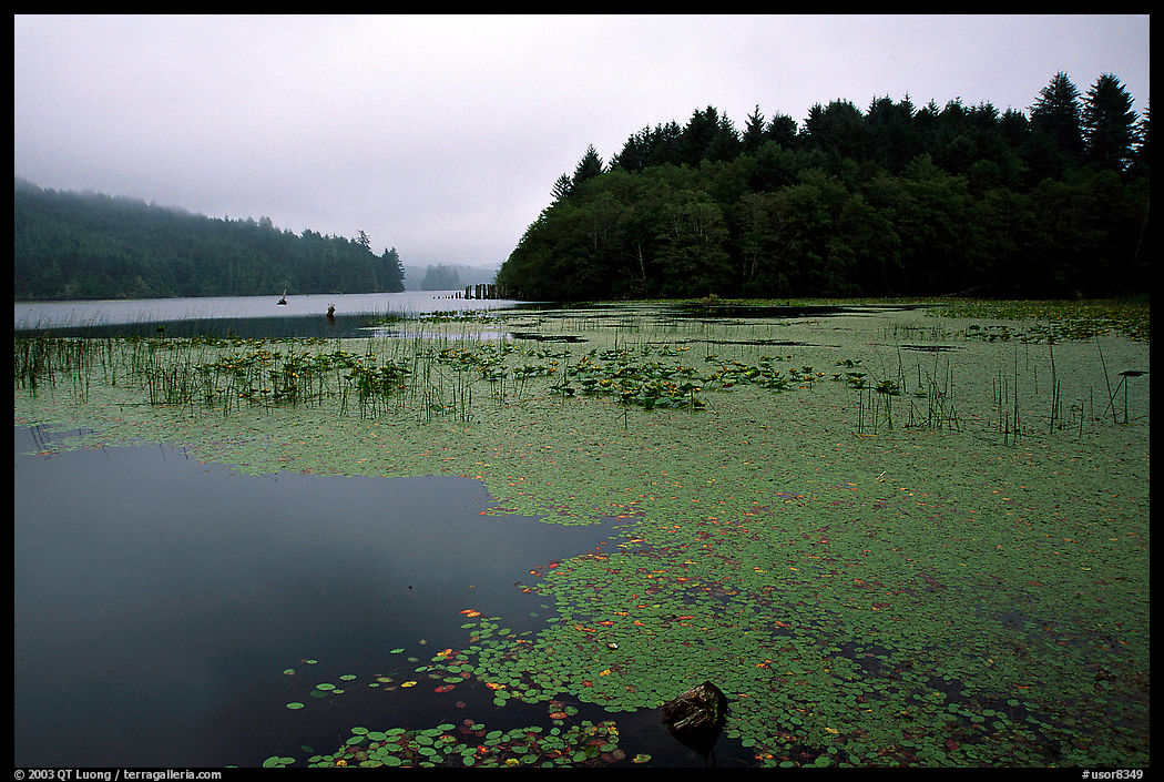 Coastal lagoon. Oregon, USA