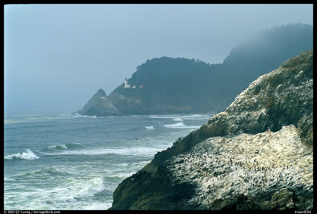 Rock with birds in fog,  Haceta Head in the background. Oregon, USA