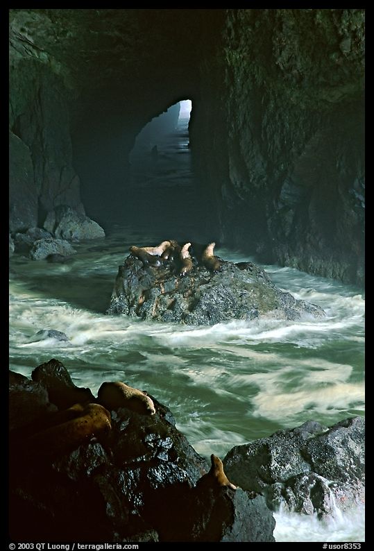 Sea Lions in sea cave. Oregon, USA