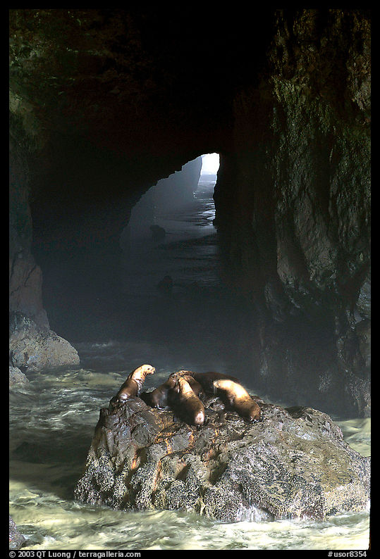 Sea Lions in sea cave. Oregon, USA
