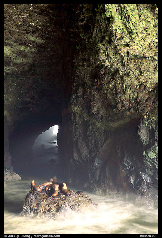 Sea Lions in a sea cave. Oregon, USA