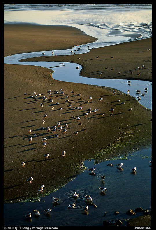 Stream on beach and seabirds, Pistol River State Park. Oregon, USA