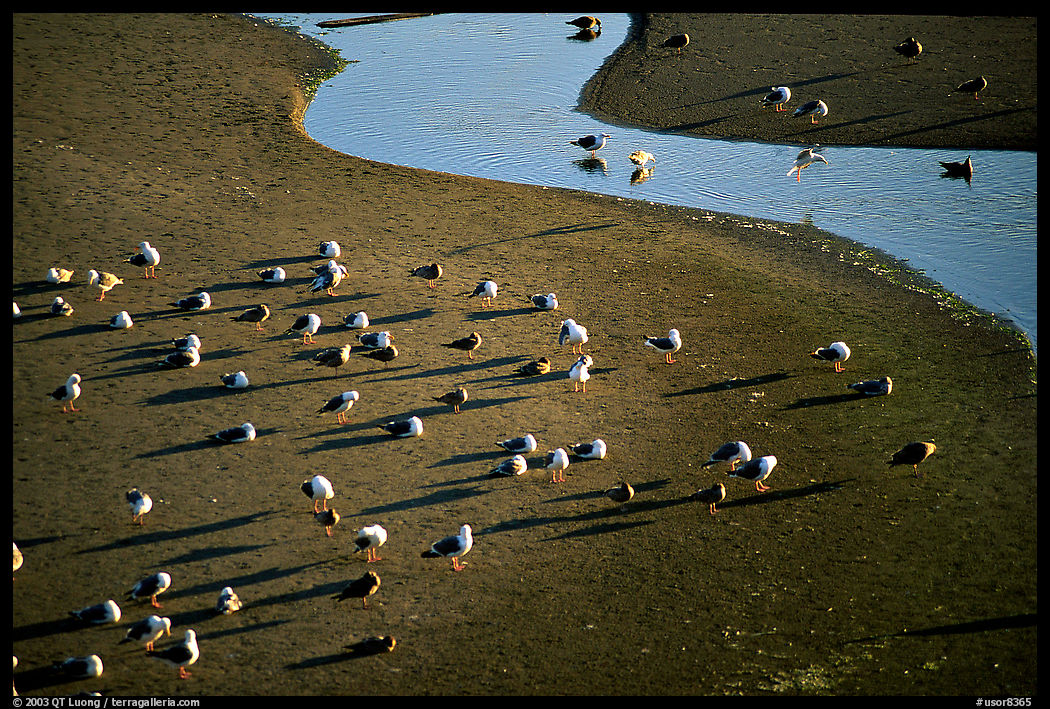 Seabirds and stream on beach. Oregon, USA