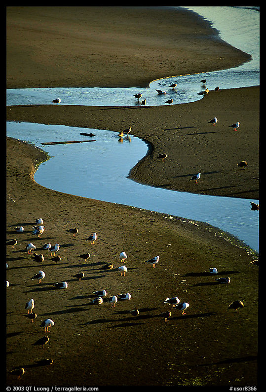 Seabirds and stream on beach. Oregon, USA