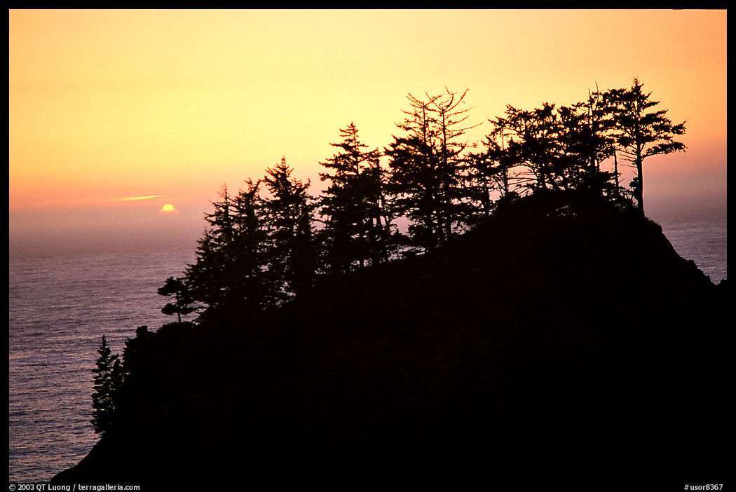Trees on rock and ocean at sunset, Samuel Boardman State Park. Oregon, USA