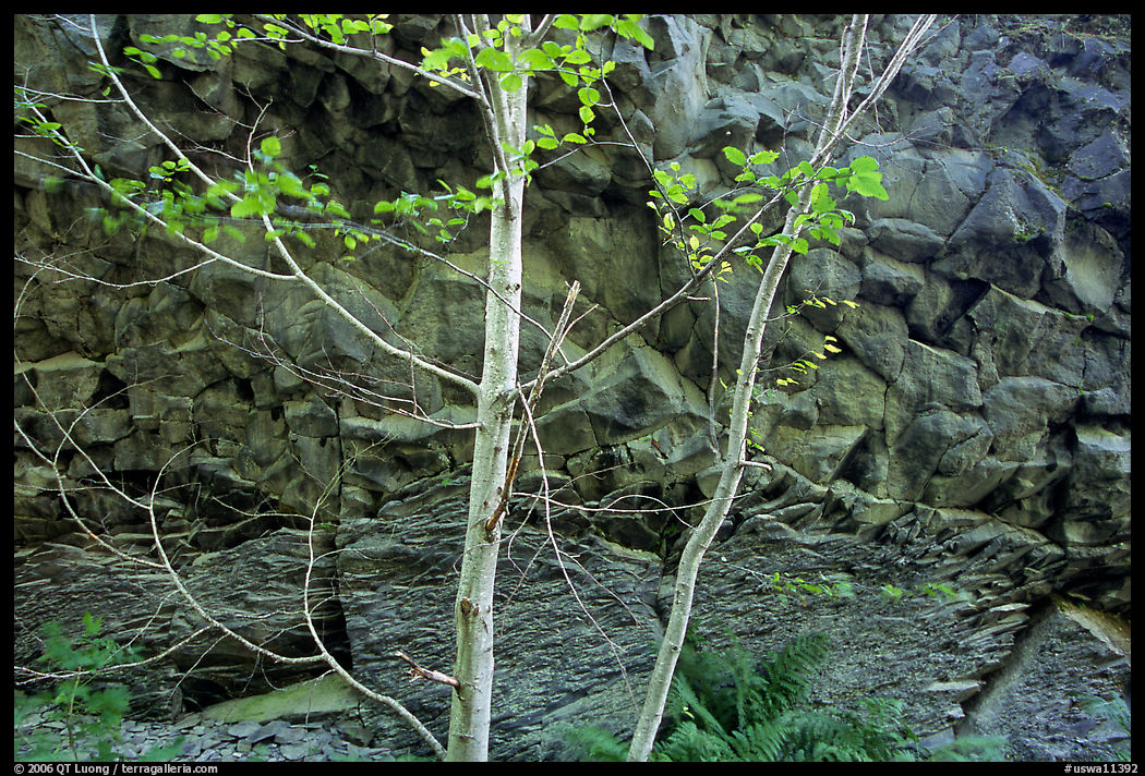 Trees and volcanic boulder. Mount St Helens National Volcanic Monument, Washington