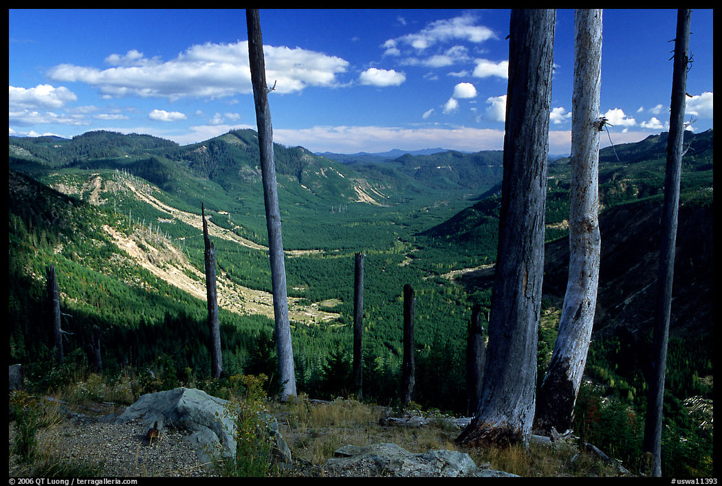 Standing dead trees at the edge of the blast. Mount St Helens National Volcanic Monument, Washington