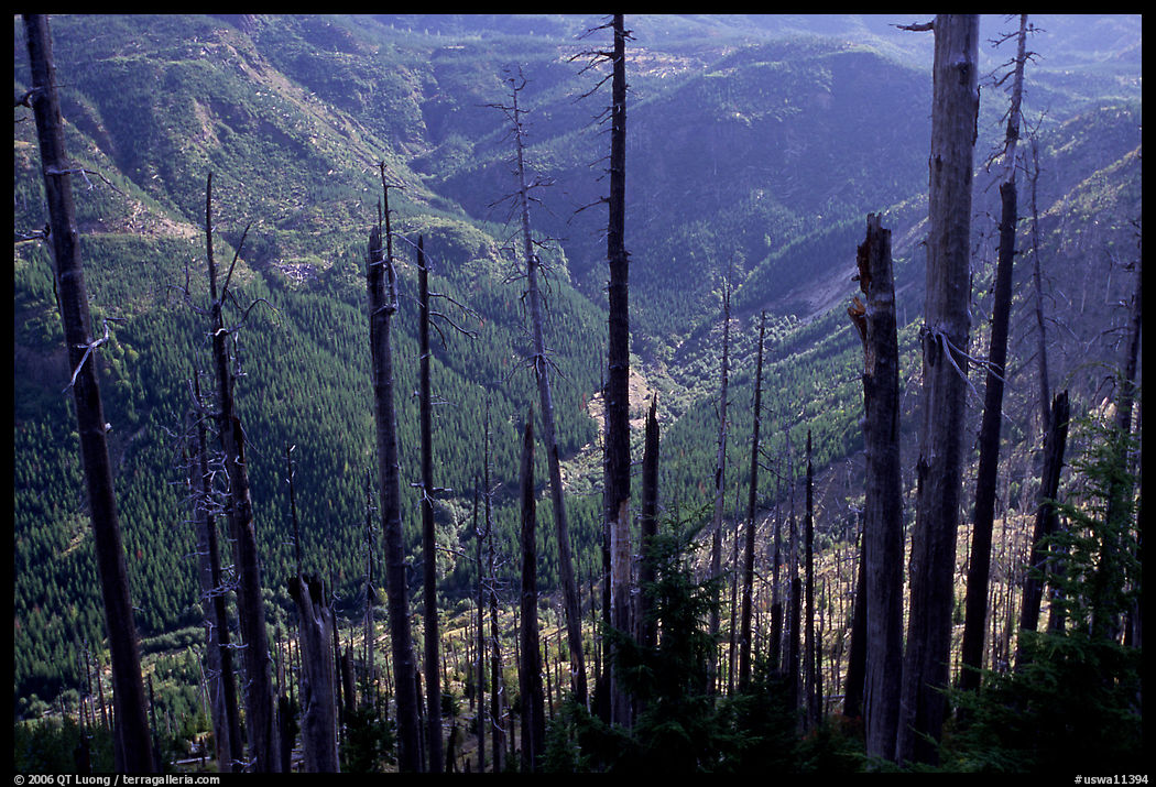Tree squeletons and valley at the Edge. Mount St Helens National Volcanic Monument, Washington