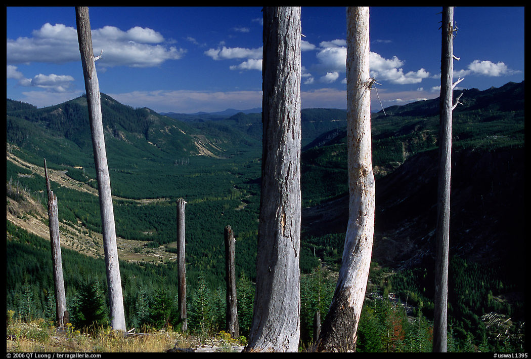 Bare tree trunks at the Edge. Mount St Helens National Volcanic Monument, Washington