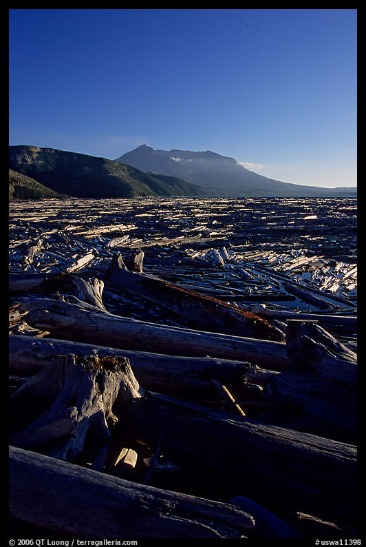 Tree trunks cover Spirit Lake, late afternoon. Mount St Helens National Volcanic Monument, Washington