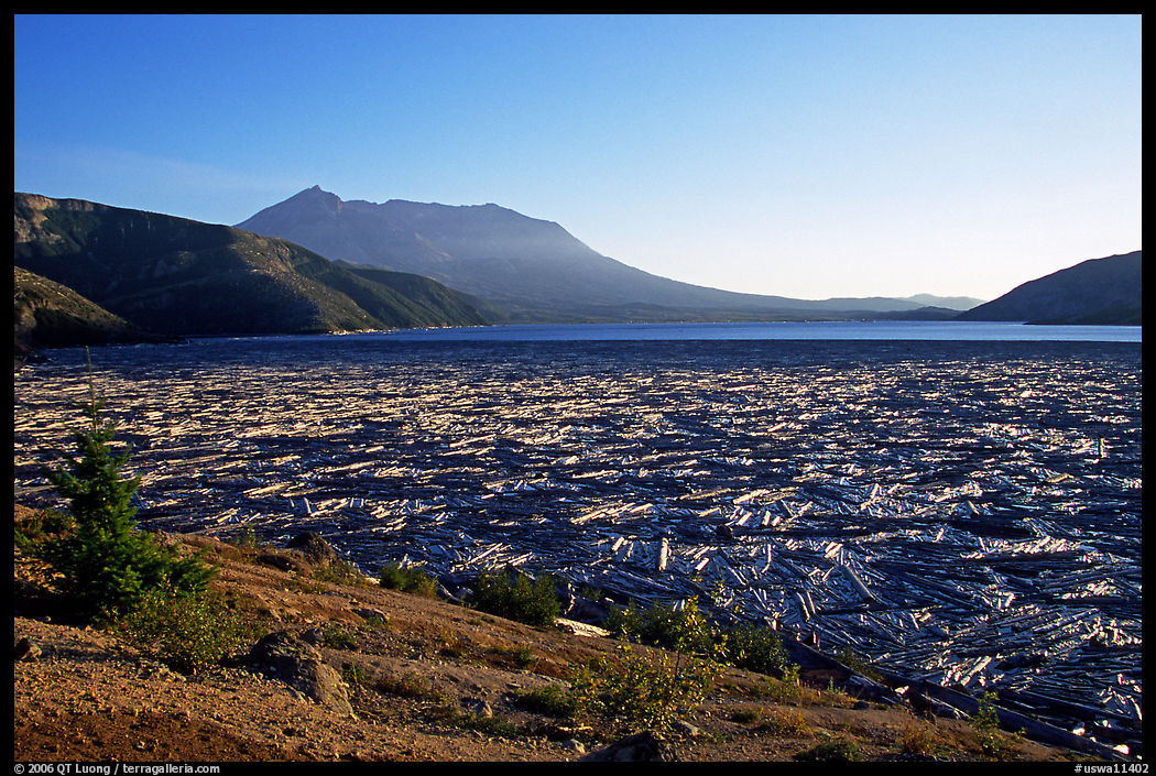 Spirit Lake clogged with dead trees. Mount St Helens National Volcanic Monument, Washington