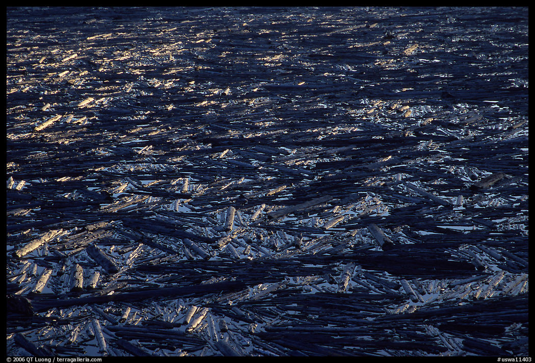 Floating log mat on Spirit Lake. Mount St Helens National Volcanic Monument, Washington