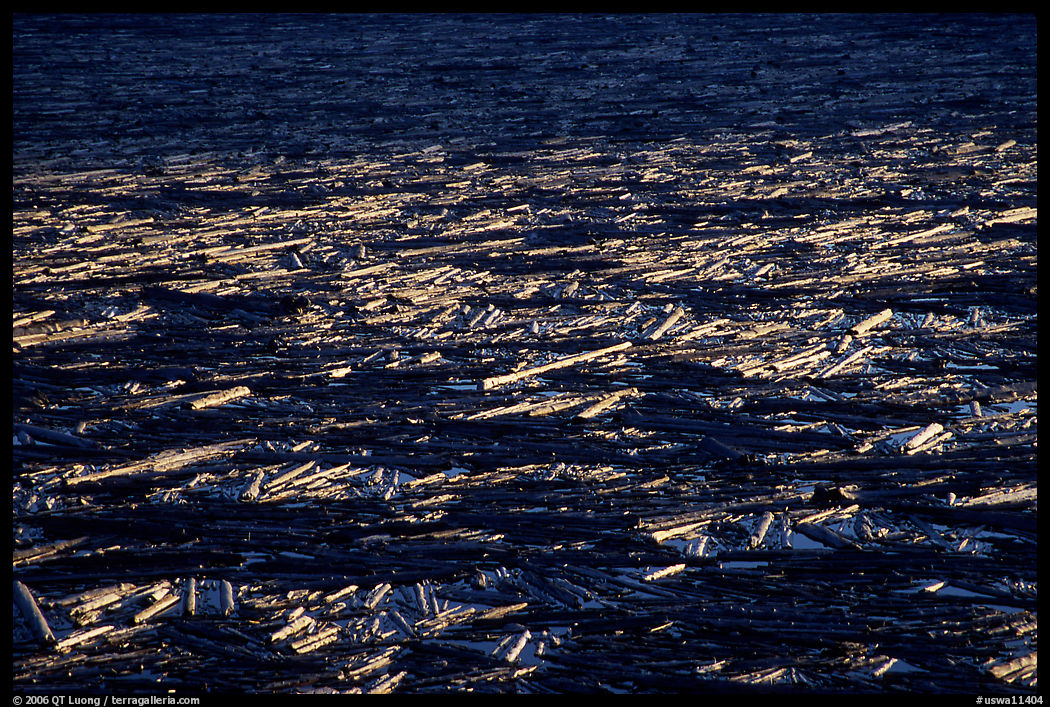 Fallen trees floating on Spirit Lake. Mount St Helens National Volcanic Monument, Washington