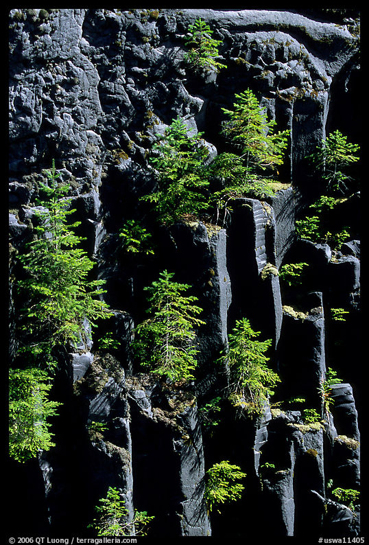 Basalt columns and young pine trees, Lava Canyon. Mount St Helens National Volcanic Monument, Washington