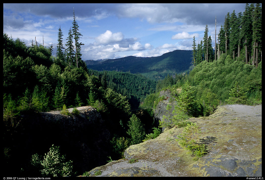 Forest and gorge, Lava Canyon. Mount St Helens National Volcanic Monument, Washington