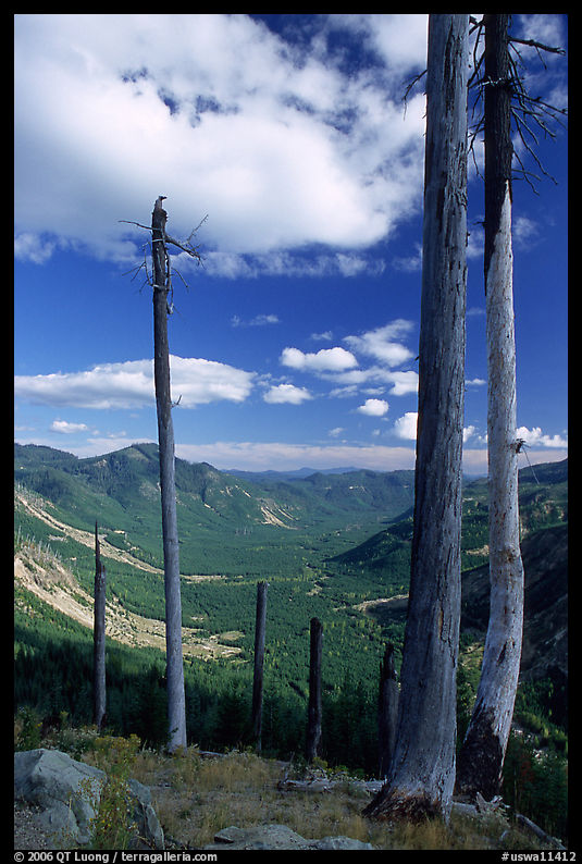 Dead tree trunks at the Edge. Mount St Helens National Volcanic Monument, Washington