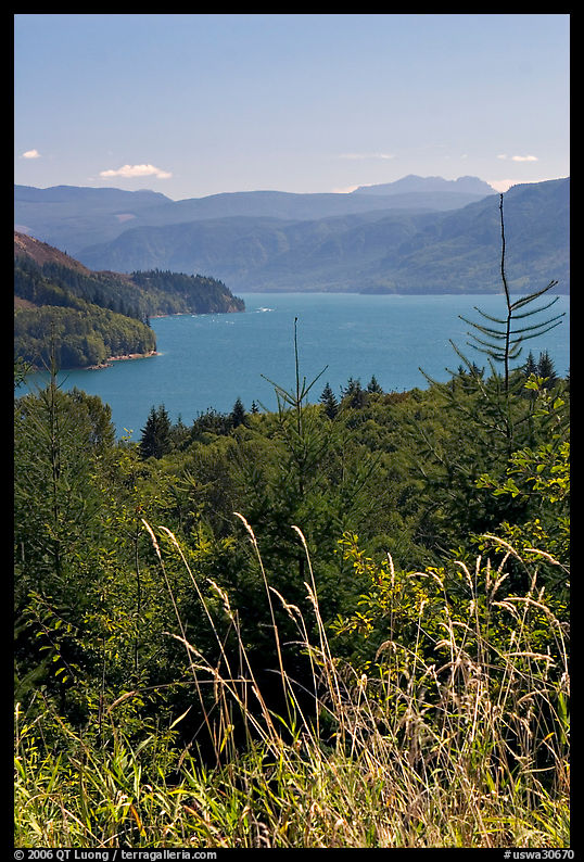 Summer grasses and Riffe Lake. Washington