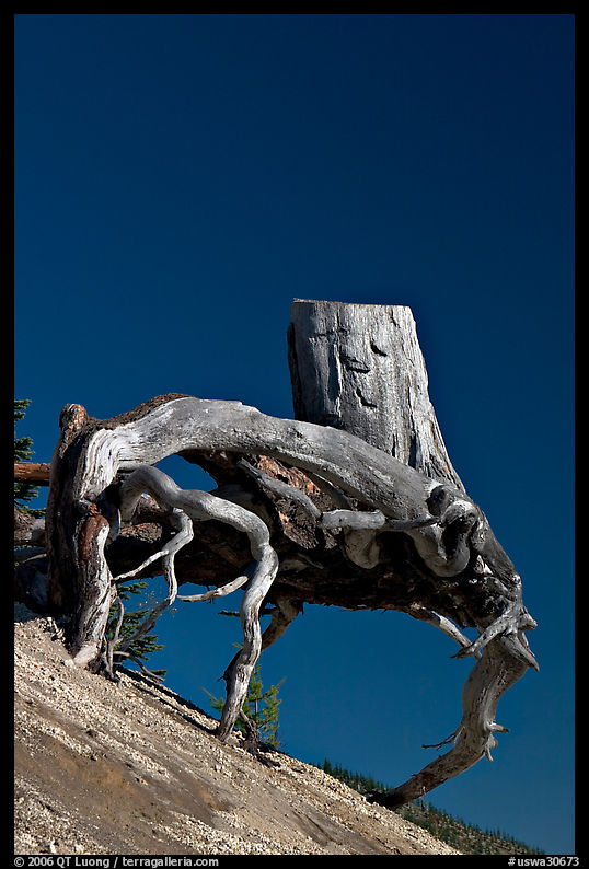Tree stump with roots uncovered by erosion. Mount St Helens National Volcanic Monument, Washington