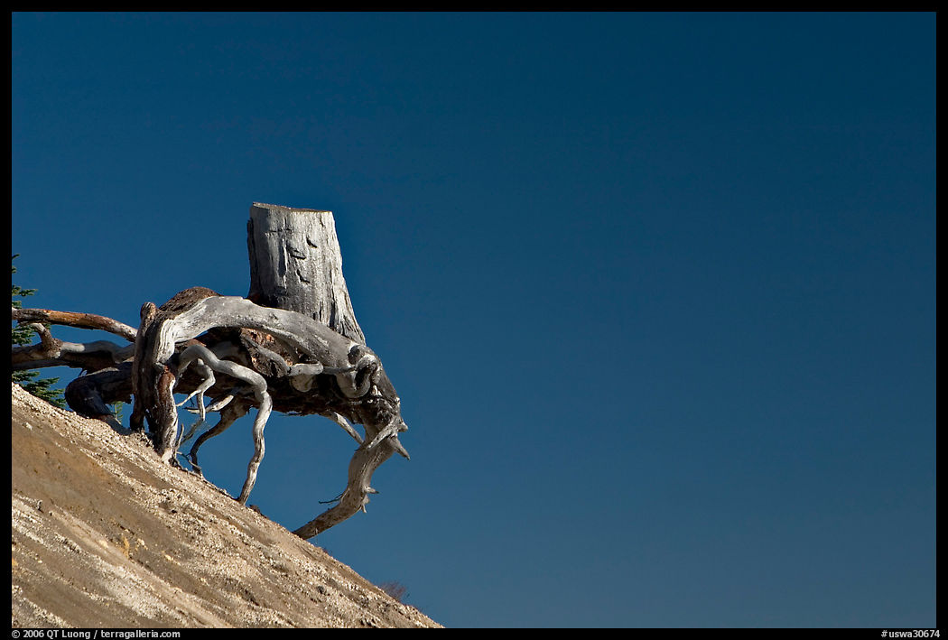 Walking tree stump on slope. Mount St Helens National Volcanic Monument, Washington