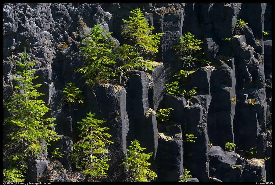 Young pine trees growing on columns of basalt, Lava Canyon. Mount St Helens National Volcanic Monument, Washington