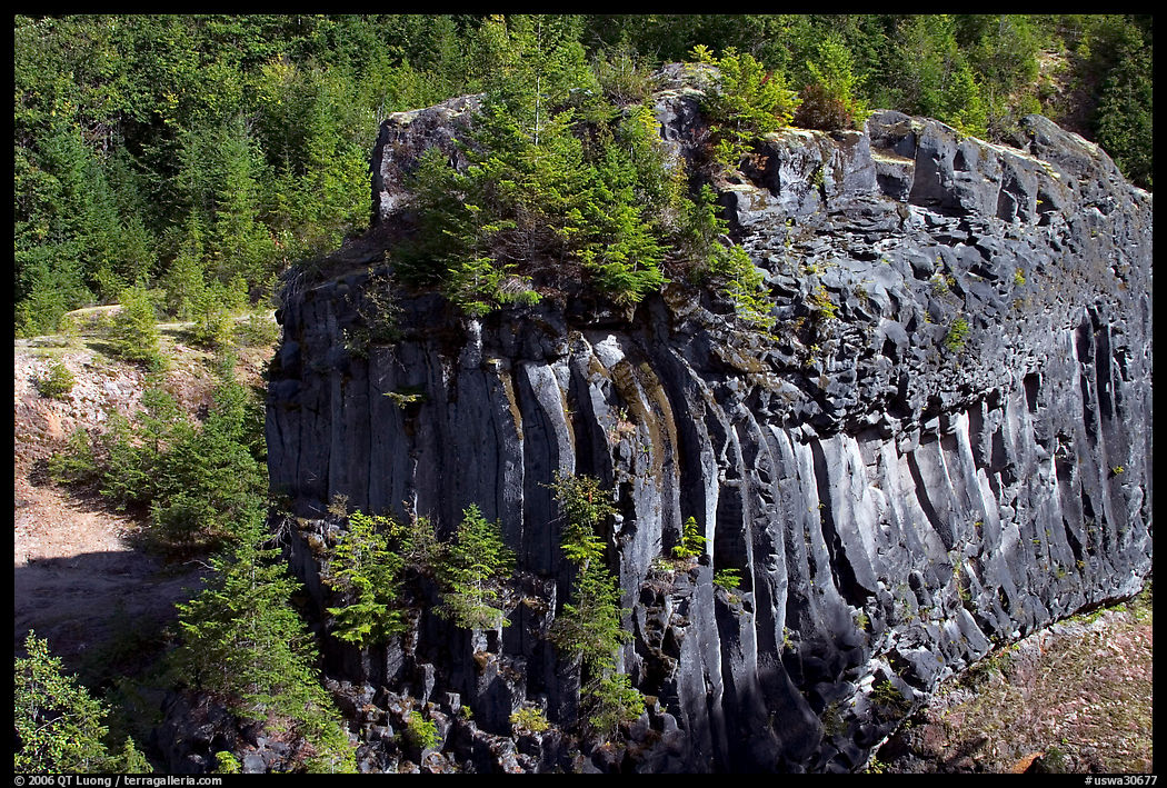 Massive bloc of basalt with young trees growing on top. Mount St Helens National Volcanic Monument, Washington