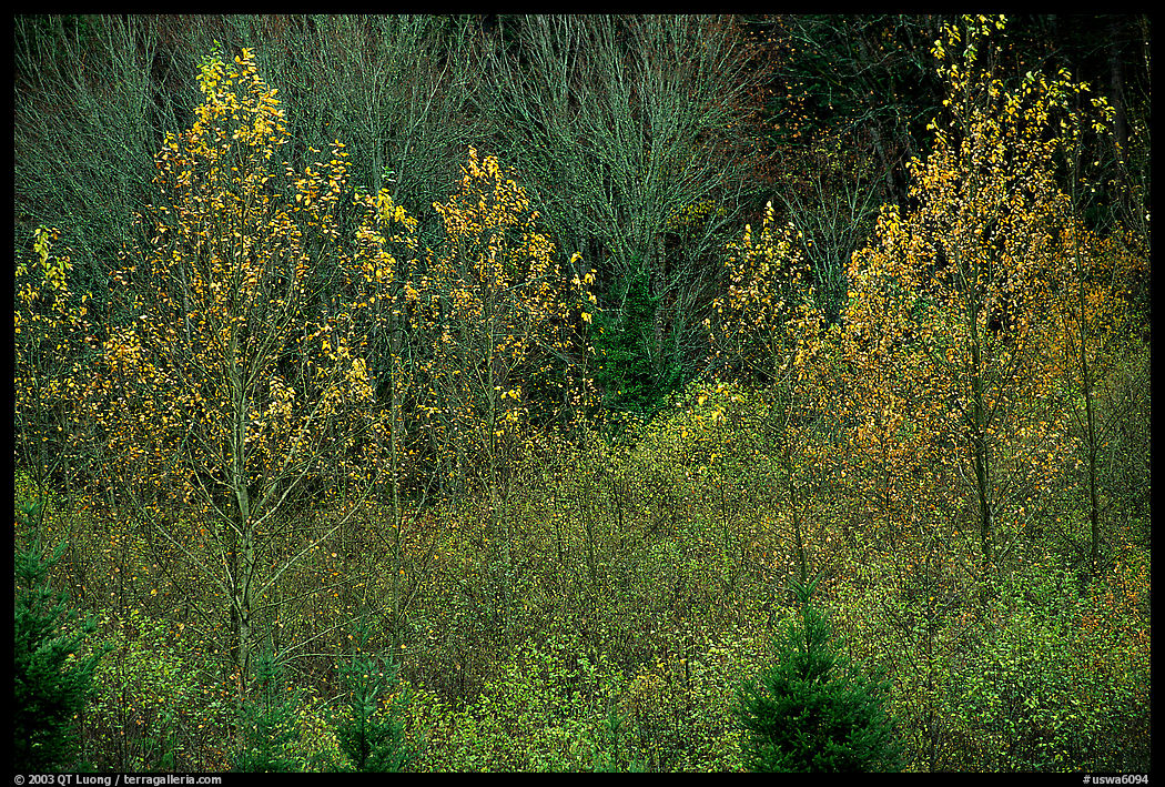 Trees in autumn near Snoqualmie Pass. Washington