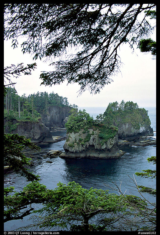 Sea cliffs, Cape Flattery, Olympic Peninsula. Olympic Peninsula, Washington